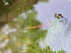 Ceriagrion melanurum