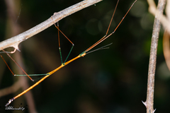 Baculomia siamensis