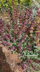 Salvia multicaulis