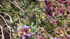 Salvia multicaulis