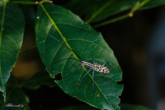 Macrochenus isabellinus