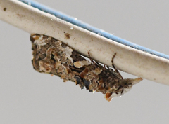 Phtheochroa rugosana