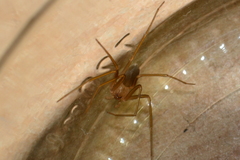 Loxosceles rufescens