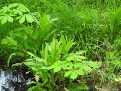 Aesculus hippocastanum