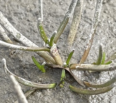 Spergularia canadensis