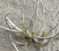 Spergularia canadensis