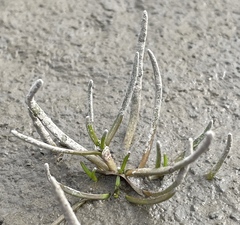 Spergularia canadensis