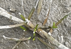 Spergularia canadensis