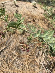 Hosackia crassifolia