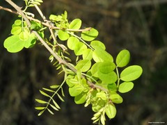 Robinia pseudoacacia