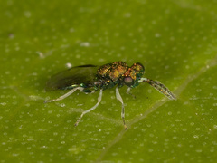 Entedon