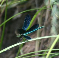 Calopteryx japonica