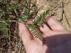 Astragalus onobrychis