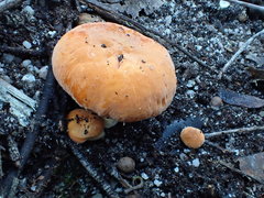 Lactifluus clarkeae