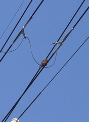 Monticola solitarius