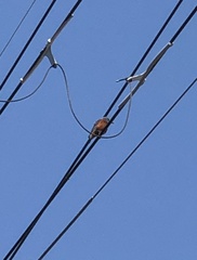 Monticola solitarius