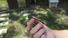 Leptogomphus sauteri formosanus