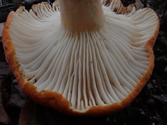 Lactifluus clarkeae