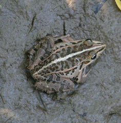 Pelophylax nigromaculatus