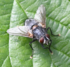 Blepharipa pratensis