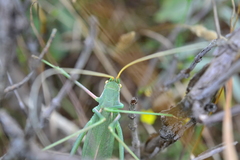 Acrometopa macropoda