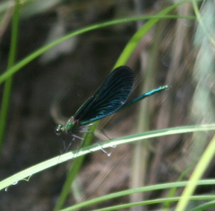 Calopteryx japonica
