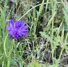 Dichelostemma congestum
