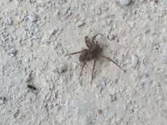 Araneae