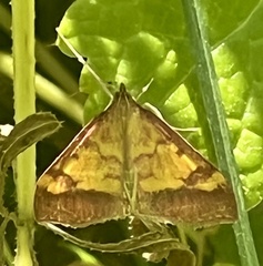 Pyrausta perrubralis