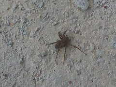 Araneae