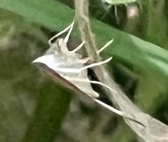 Pyrausta perrubralis