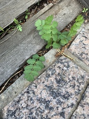 Pimpinella saxifraga