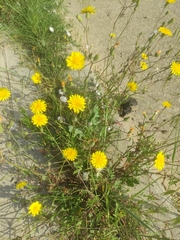 Sonchus tenerrimus