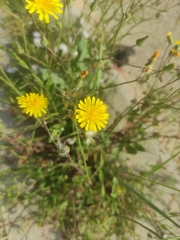 Sonchus tenerrimus