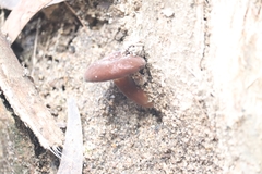 Lactifluus sepiaceus