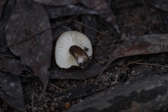 Lactifluus sepiaceus