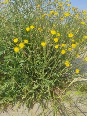 Sonchus tenerrimus