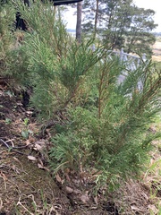 Juniperus