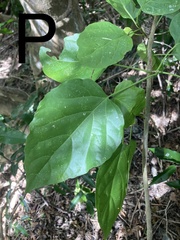 Premna obtusifolia
