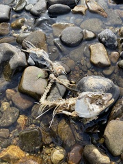 Squalius cephalus
