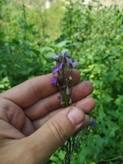 Hesperis pycnotricha