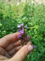 Hesperis pycnotricha