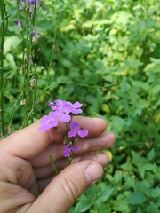Hesperis pycnotricha