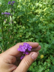 Hesperis pycnotricha