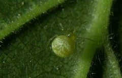 Paidiscura pallens