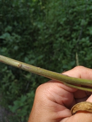 Hesperis pycnotricha