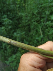 Hesperis pycnotricha