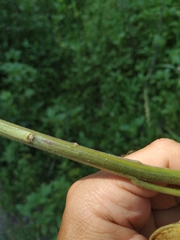 Hesperis pycnotricha