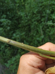Hesperis pycnotricha