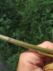 Hesperis pycnotricha